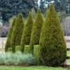 Spartan Juniper Tree -GreenNest Shop Spartan Juniper BB 600x600 b3b6bb65 e39a 4544 9e8d 23e16cb449d5
