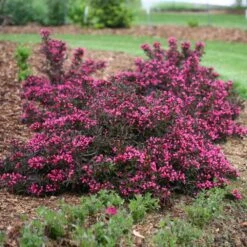 Spilled Wine® Weigela Shrub -GreenNest Shop Spilled Wine Weigela 1 BB