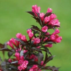 Spilled Wine® Weigela Shrub -GreenNest Shop Spilled Wine Weigela 3 BB