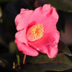 Spring's Promise Camellia Shrub -GreenNest Shop Springs Promise Camellia 2 BB