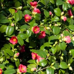 Spring's Promise Camellia Shrub -GreenNest Shop Springs Promise Camellia 5