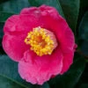 Spring's Promise Camellia Shrub -GreenNest Shop Springs Promise Camellia BB 600x600 3749903c 7ab1 4823 8768 c3bb3b3d480b