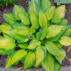 Stained Glass Hosta 11 Stained Glass Hosta -GreenNest Shop Stained Glass Hosta 4