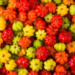 Star Cherry Tree (Pitanga) -GreenNest Shop Star Cherry 6 BB