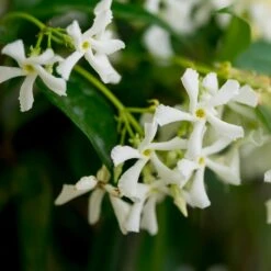 Star Jasmine Vine 7 Star Jasmine Vine -GreenNest Shop Star Jasmine 3