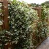 Star Jasmine Vine -GreenNest Shop Star Jasmine BB 600x600 e3125a84 ef12 4b53 add0 6919f679d03e