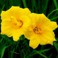 Stella D'Oro Daylily 8 Stella D'Oro Daylily -GreenNest Shop Stella De Oro Daylily 2 BB
