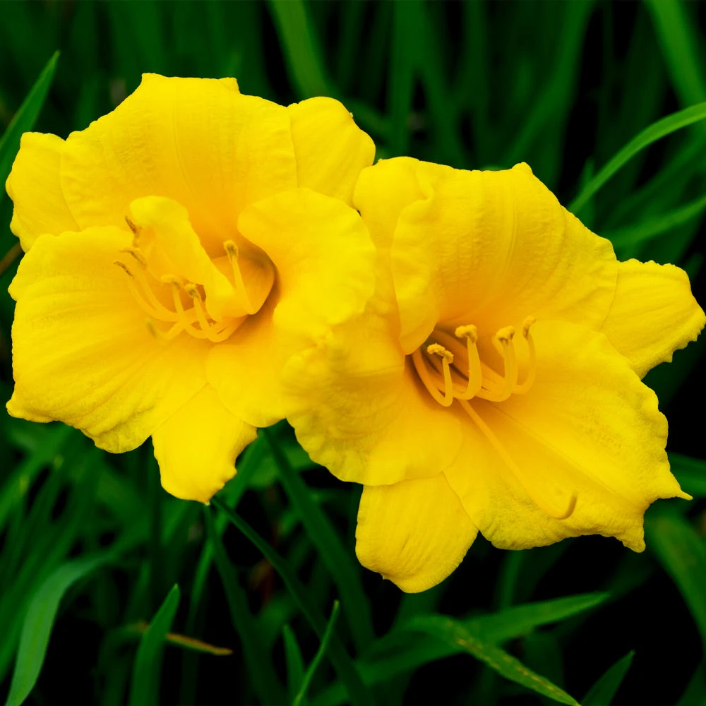 Stella D'Oro Daylily 5 Stella D'Oro Daylily - Image 3