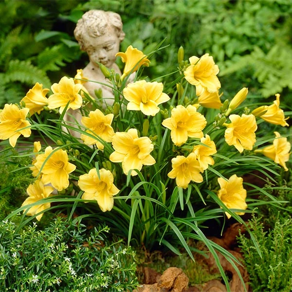 Stella D'Oro Daylily 3 Stella D'Oro Daylily