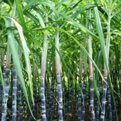 Sugar Cane Plant 10 Sugar Cane Plant -GreenNest Shop Sugar Cane 6 BB
