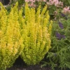 Sunjoy Golden Pillar Barberry Shrub 1 Sunjoy Golden Pillar Barberry Shrub -GreenNest Shop Sunjoy Golden Pillar 220