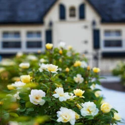 Sunny Knock Out® Rose -GreenNest Shop Sunny knockout rose Shrub 4 BB