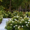 Sunny Knock Out® Rose -GreenNest Shop Sunny knockout rose Shrub BB 600x600 24339b2f a1e8 4bcb ae1f 5162abb3ab5c