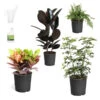 Sunset Hues House Plant Kit -GreenNest Shop Sunset Hues 600x600 840d0daf 5fd6 430a 8d29 4a4fcb3d85e5