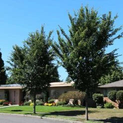 Emerald Sunshine® Elm Tree 9 Emerald Sunshine® Elm Tree -GreenNest Shop Sunshine Elm 1