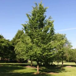 Emerald Sunshine® Elm Tree 8 Emerald Sunshine® Elm Tree -GreenNest Shop Sunshine Elm 2