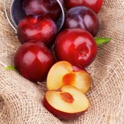 Superior Plum Tree -GreenNest Shop Superior Plum 4