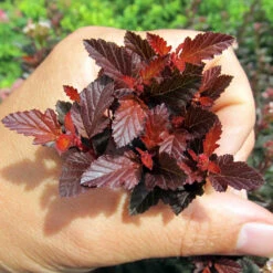 Sweet Cherry Tea Ninebark Shrub 10 Sweet Cherry Tea Ninebark Shrub -GreenNest Shop Sweet Cherry Ninebark BB 4