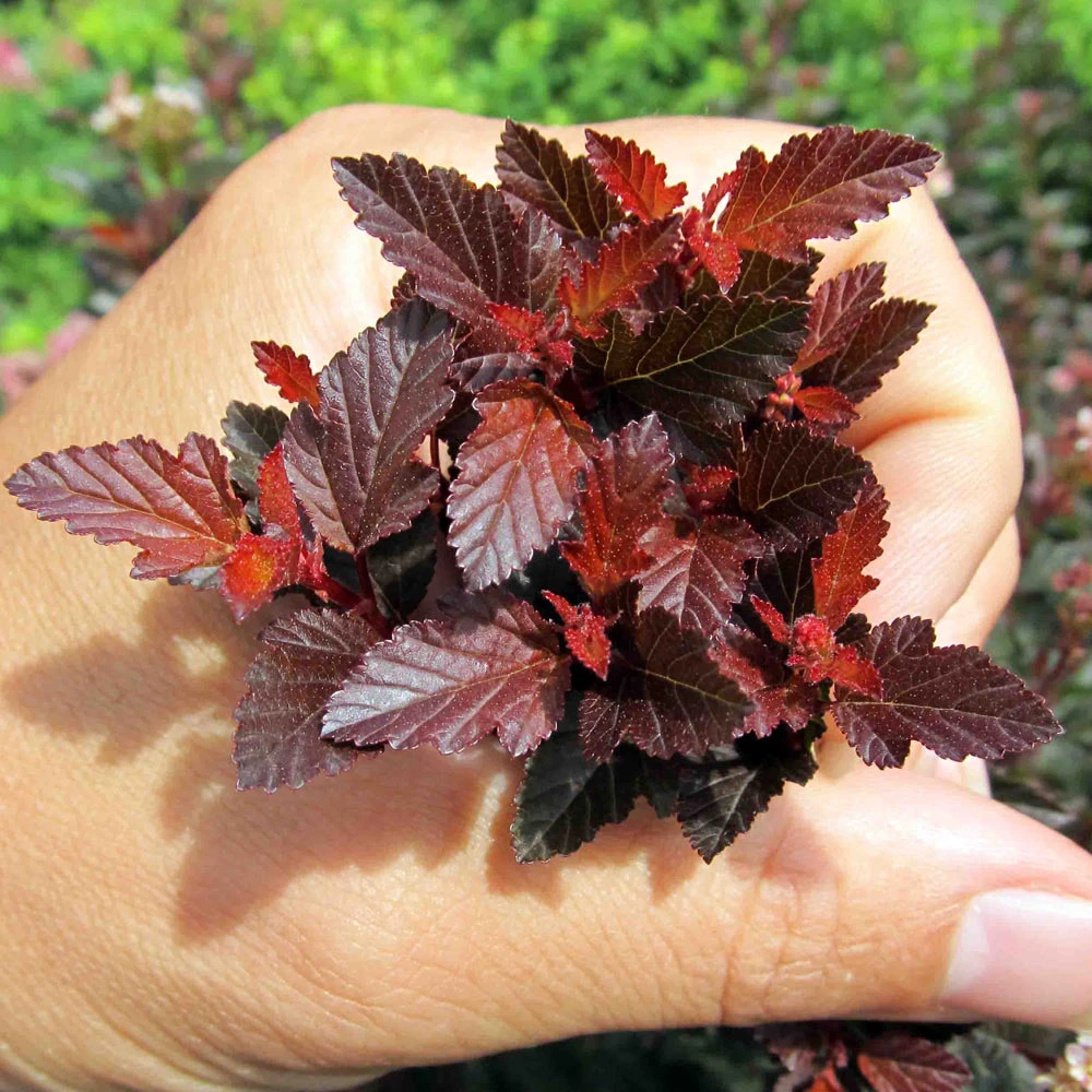 Sweet Cherry Tea Ninebark Shrub 6 Sweet Cherry Tea Ninebark Shrub - Image 4