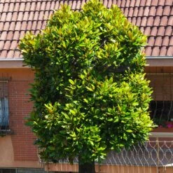 Sweetbay Magnolia Tree -GreenNest Shop Sweetbay Magnolia 6 BB