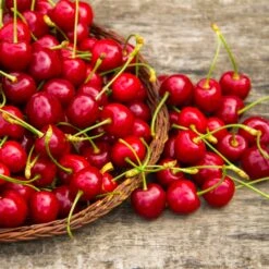 Sweetheart Cherry Tree -GreenNest Shop Sweetheart Cherry Tree 1 BB