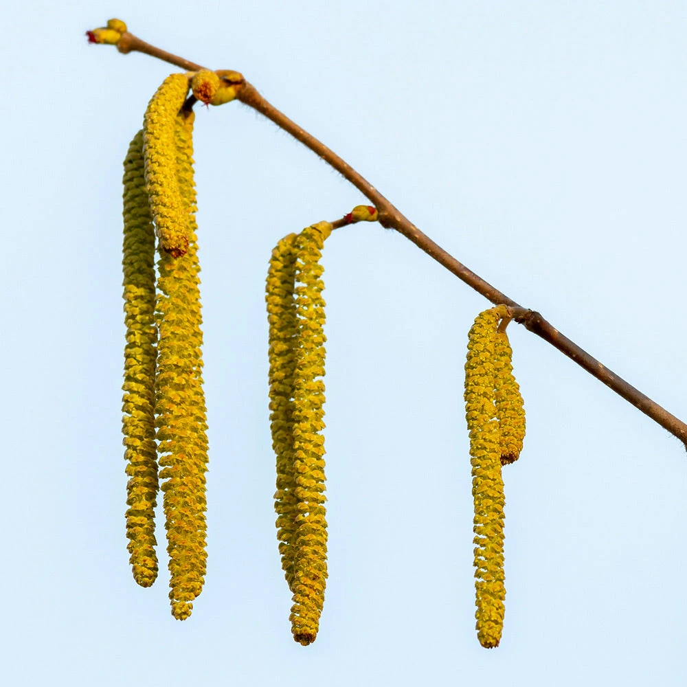 Theta Filbert Hazelnut Tree 7 Theta Filbert Hazelnut Tree - Image 5