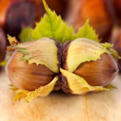 Theta Filbert Hazelnut Tree 10 Theta Filbert Hazelnut Tree -GreenNest Shop THeta FIlbert Hazelnut 5 BB