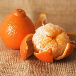 Minneola Tangelo Tree -GreenNest Shop Tangelo 4 BB