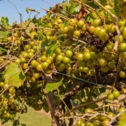 Tara Scuppernong Grape Vine -GreenNest Shop Tara muscadine Grapes 1