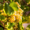 Tara Scuppernong Grape Vine -GreenNest Shop Tara muscadine Grapes BB 600x600 d8728904 4bad 4c3f a8c8 3b3e0d18b863