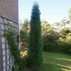 Taylor Juniper Tree 9 Taylor Juniper Tree -GreenNest Shop Taylors Juniper 2