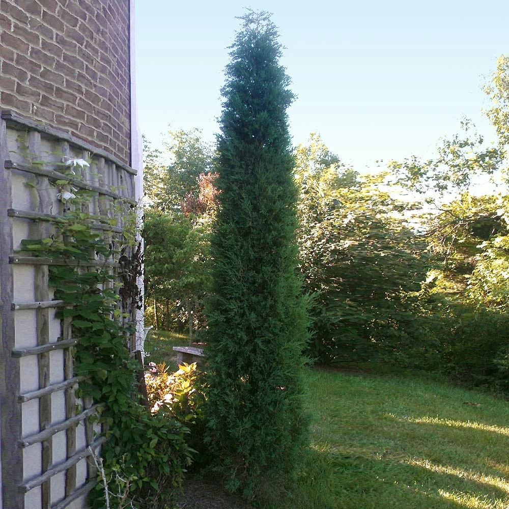 Taylor Juniper Tree 6 Taylor Juniper Tree - Image 4