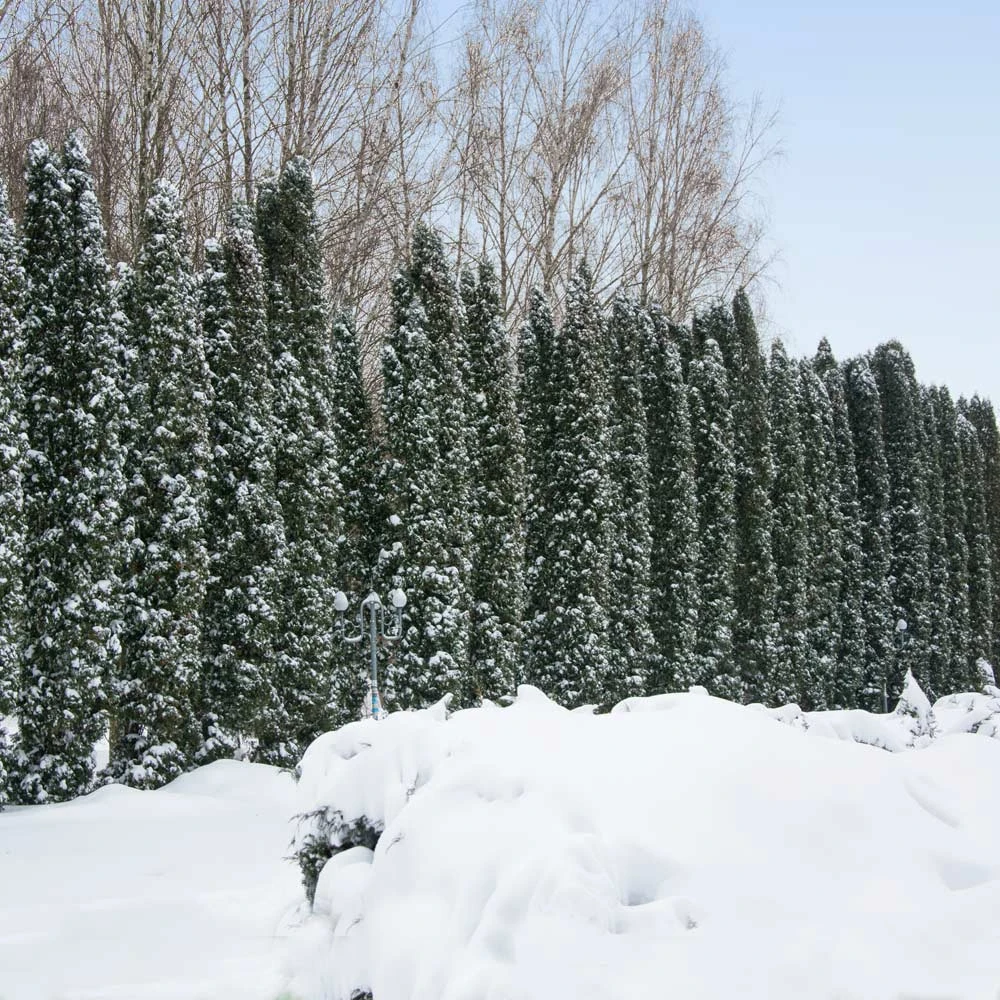 Taylor Juniper Tree 4 Taylor Juniper Tree - Image 2