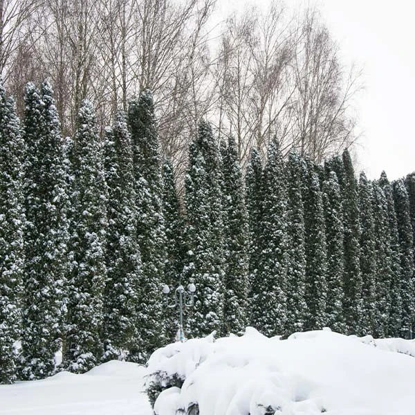 Taylor Juniper Tree 3 Taylor Juniper Tree