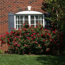 The Grand Champion™ Double Red Rose -GreenNest Shop The Grand Champion Rose 1