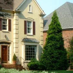 Thuja Green Giant Tree -GreenNest Shop Thuja Green Giant Tree 4 BB