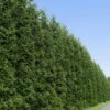 Thuja Green Giant Tree -GreenNest Shop Thuja Green Giant Tree BB 600x600 33b35905 5595 4f3f b409 78a208c28571