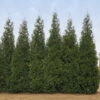 Junior Giant Thuja Tree -GreenNest Shop Thuja Junior Giant BB 600x600 4c8eaa9d c4eb 48c8 a308 3049941f0fac
