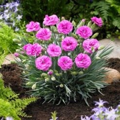 Scent First® Tickled Pink Dianthus -GreenNest Shop Tickled Pink 1