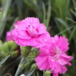 Scent First® Tickled Pink Dianthus -GreenNest Shop Tickled Pink 4 BB