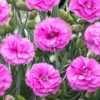 Scent First® Tickled Pink Dianthus 2 Scent First® Tickled Pink Dianthus -GreenNest Shop Tickled Pink Dinathus BB 600x600 15d4f3b9 75d3 4b22 9268 c9b5e6ca4a52