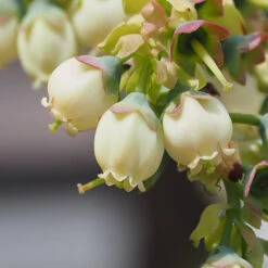 Top Hat Blueberry Bush -GreenNest Shop TopHat BLueberry 3