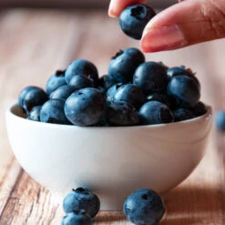 Top Hat Blueberry Bush -GreenNest Shop TopHat BLueberry 5 BB