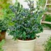 Top Hat Blueberry Bush -GreenNest Shop Tophat BLueberry FGT 600x600 672ad931 dc6a 4f2e b106 e685893eccaf
