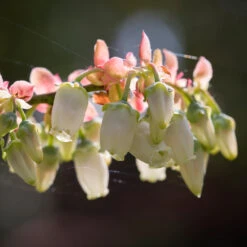 Toro Blueberry Bush -GreenNest Shop Toro Blueberry 3