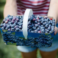 Toro Blueberry Bush -GreenNest Shop Toro Blueberry 5 BB