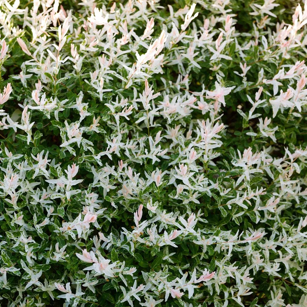 Tri Color Willow Tree 7 Tri Color Willow Tree - Image 5