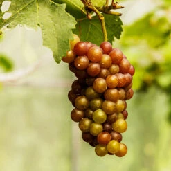 Triumph Grape Vine -GreenNest Shop Triumph Muscadine 1