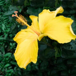 Yellow Tropical Hibiscus Tree -GreenNest Shop Tropical Hibiscus Yellow 2 BB