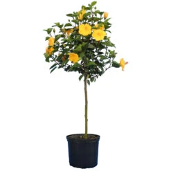 Yellow Tropical Hibiscus Tree -GreenNest Shop Tropical Hibiscus Yellow 4